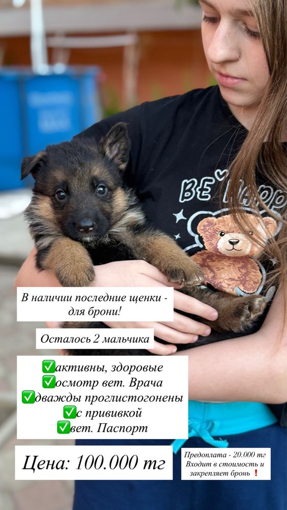 Щенки немецкой овчарки от титульного отца