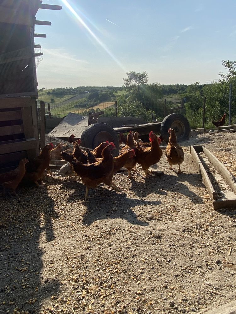 Cocoși de vanzare