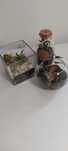 Terarii cu plante decorative