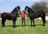 Iepe Friesian pereche iepe Frizian