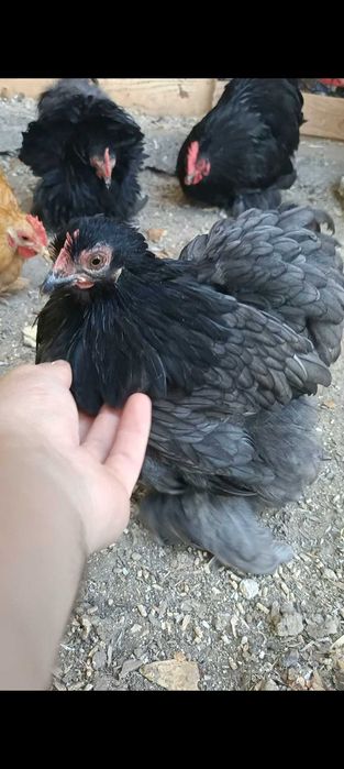 Găini moțate bărboase incaltate (strumsky)