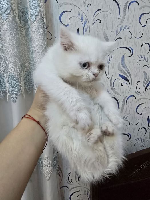 Ajoyib zotdor mushuk sotiladi.