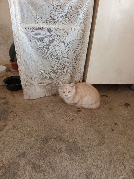 Подарю котят полуперсы в добрые руки