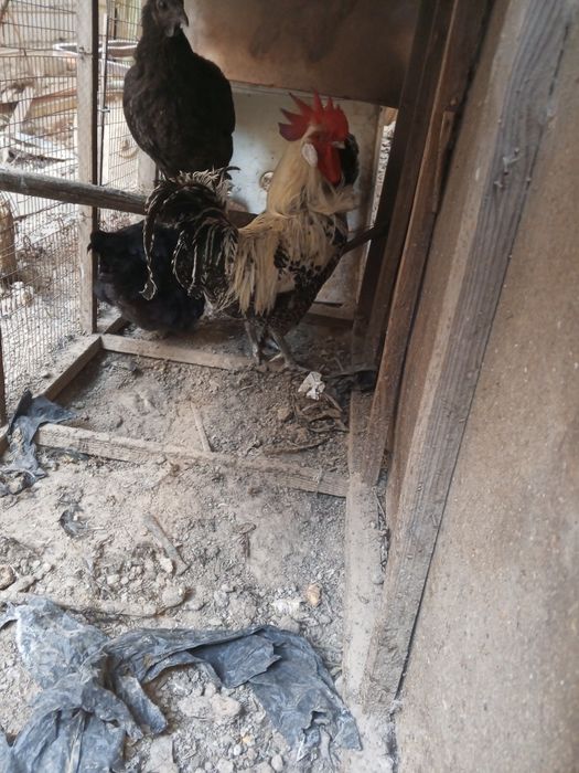 Хуроз ва товуклар