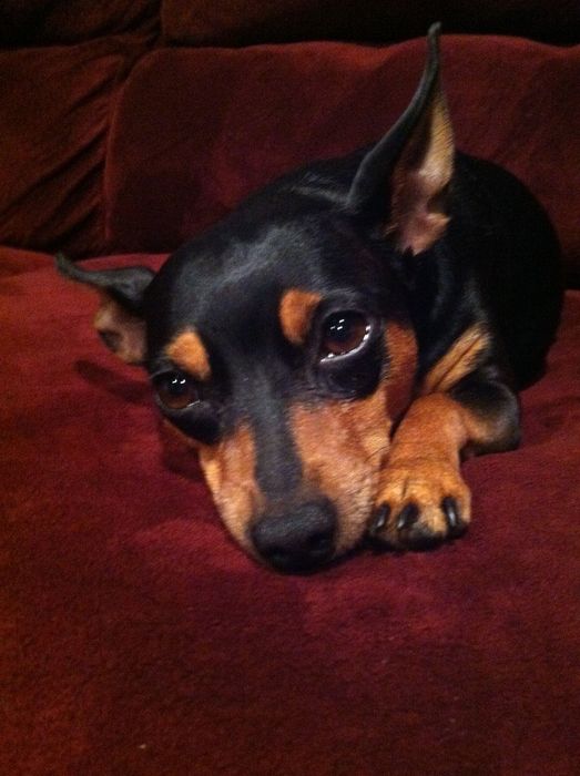 Продаются щенки Пинчера!