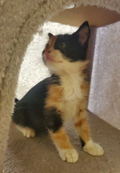 Очарователно момиченце от кафява дреха търси любящ дом