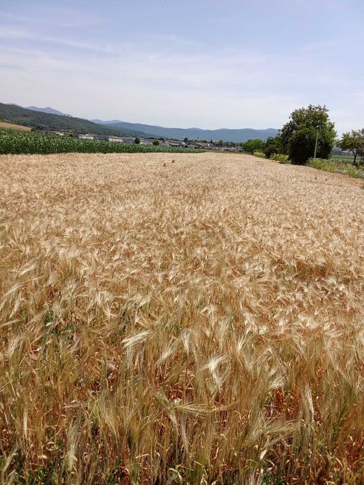 vand 6000 mp intravilan cu utilitati ,200m front stradal,la 2 km a1