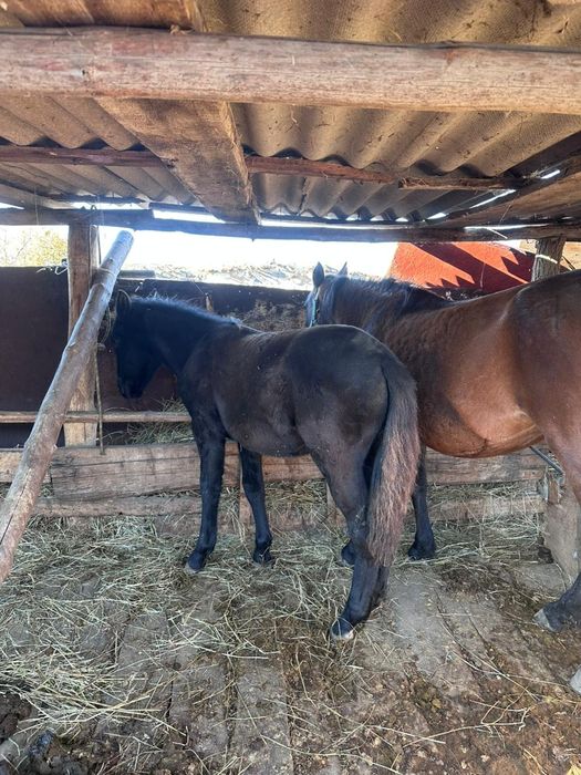 Продам жеребёнка 8 мес жирный