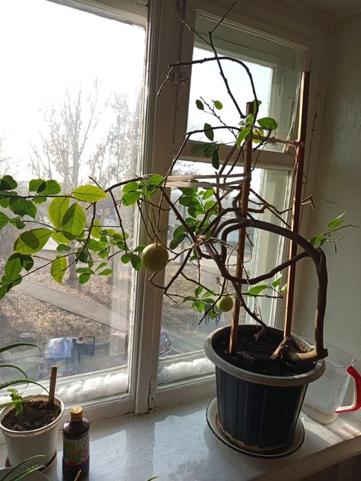 Дерево  лимона .