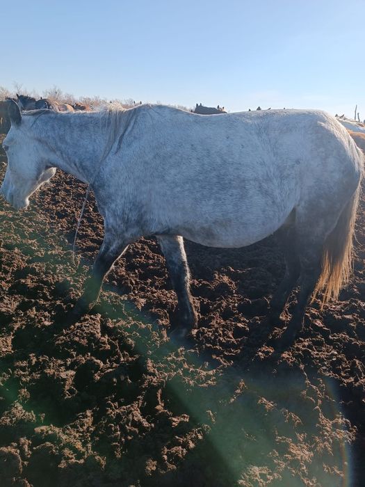 Продам Лошадь , жылкы сатамын