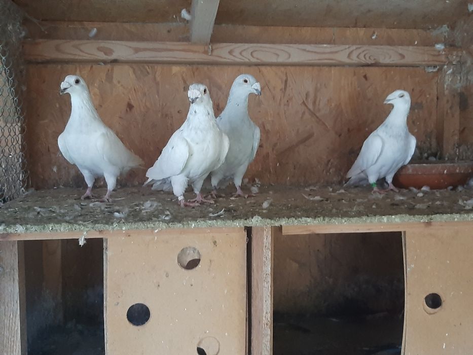 Vand porumbei voiajori