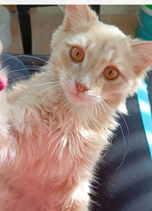 Солнечный котёнок ищет свою семью, в которую принесет удачу и счастье)