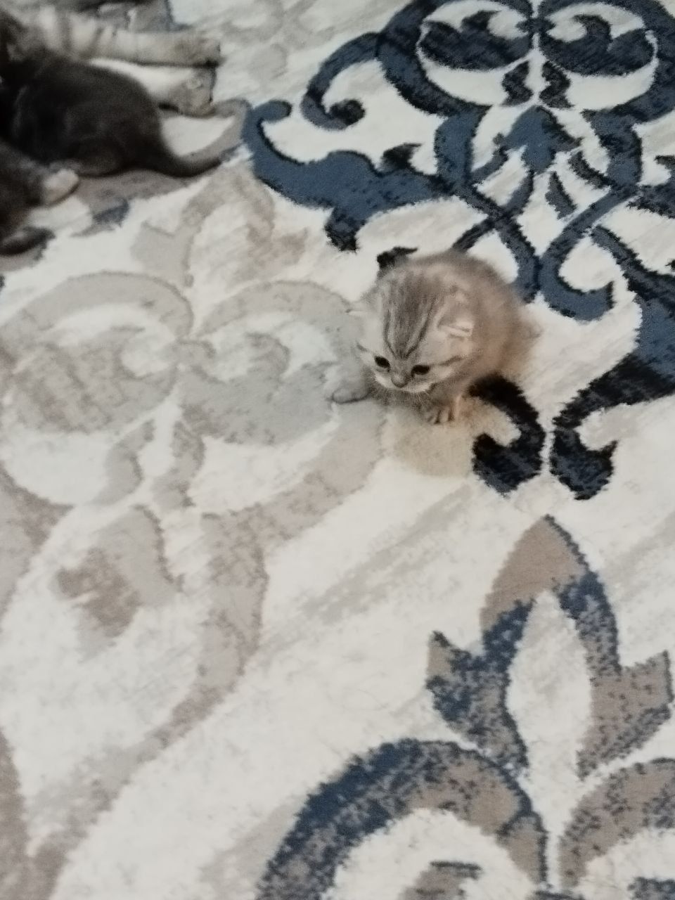 Британский Шиншилла Котята