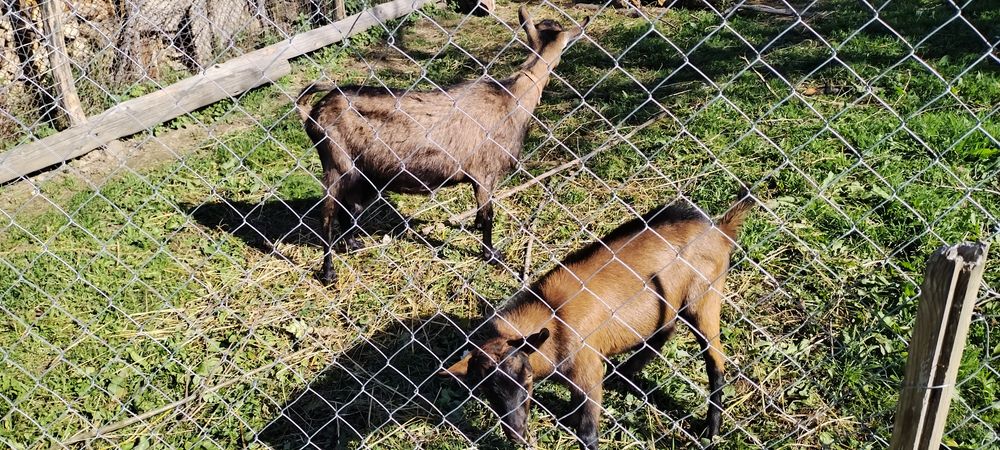 Capra Alpina Franceza și Tapisor Alpin Fray