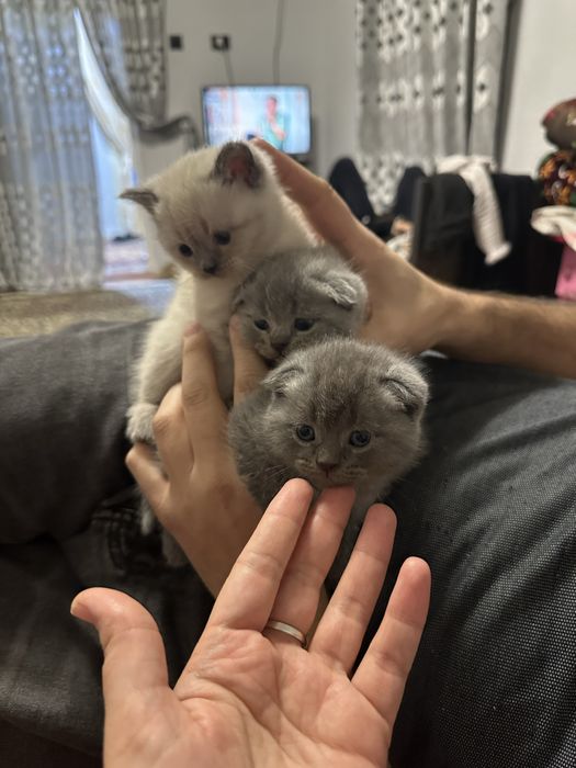 Mushuk bolalari zotdor(35 kunlik)