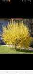 Ploaie de aur, Forsythia,Gard viu,flori