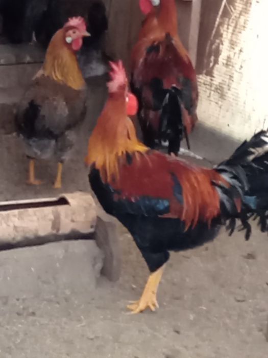 De vînzare cocoși de găini italiadultene