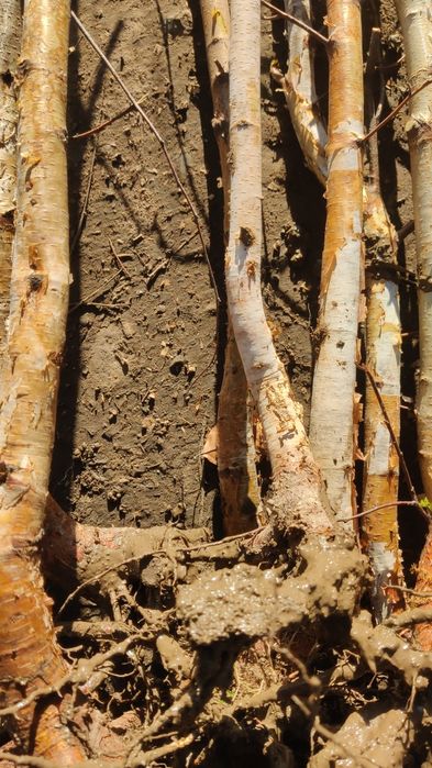 Puieți de mesteacăn alb înălțime 2 metri