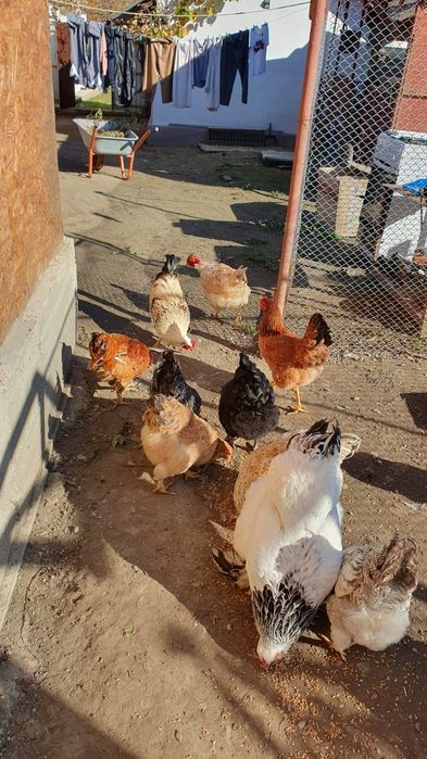 Vand cocosi romanesti.