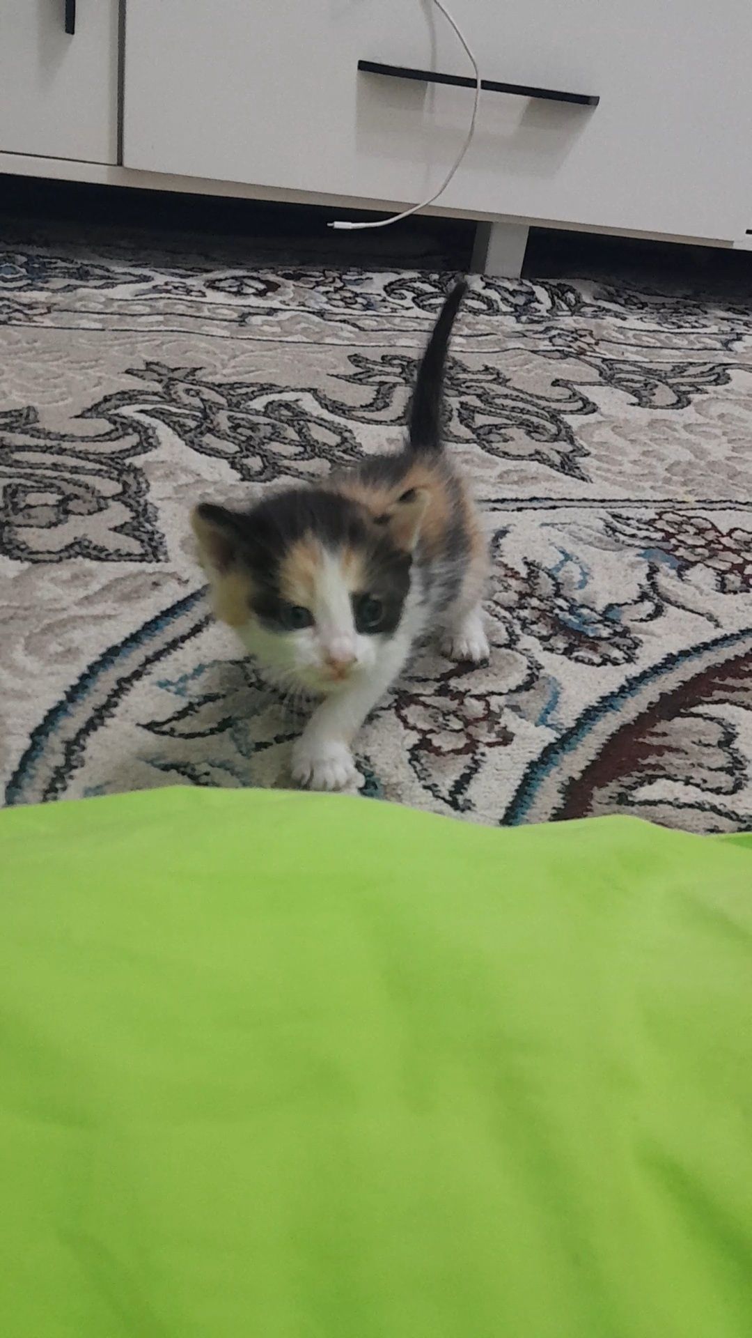 Котята 1 месяца девочки