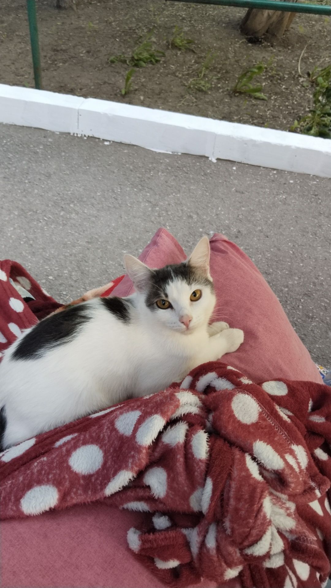 Отдам котёнка в очень добрые руки