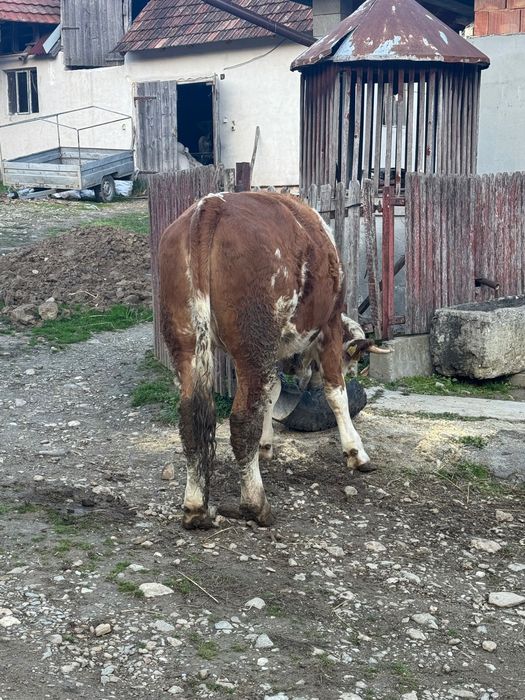 Vând junincă însămânțată