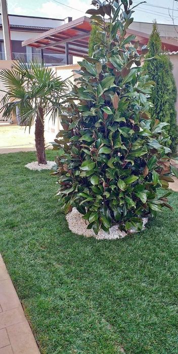 Tuia/mesteacăn/tei mirositor/magnolia