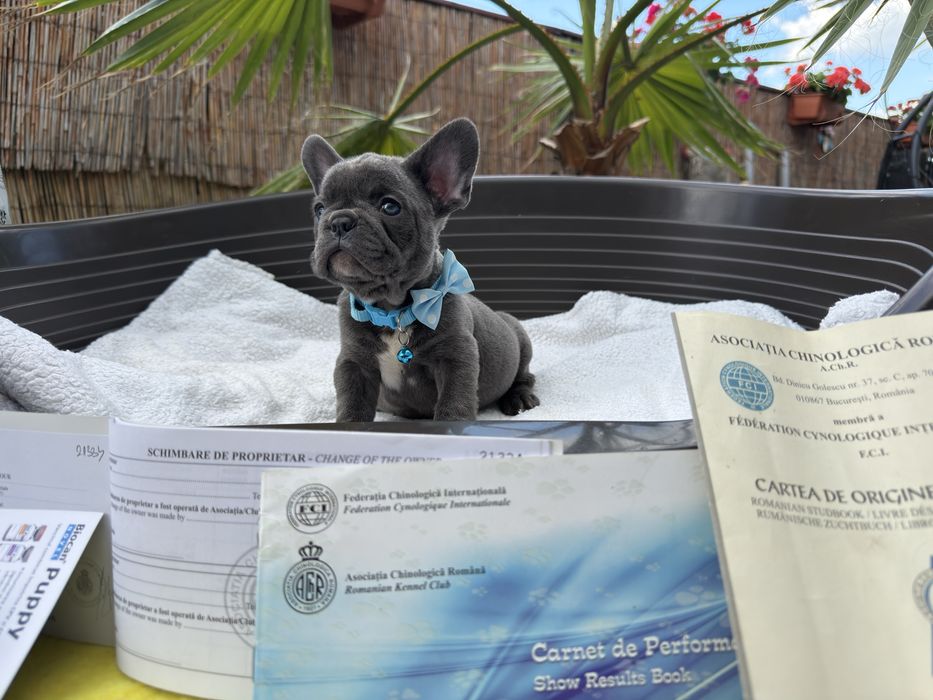 Bulldog franez blue cu pedigree