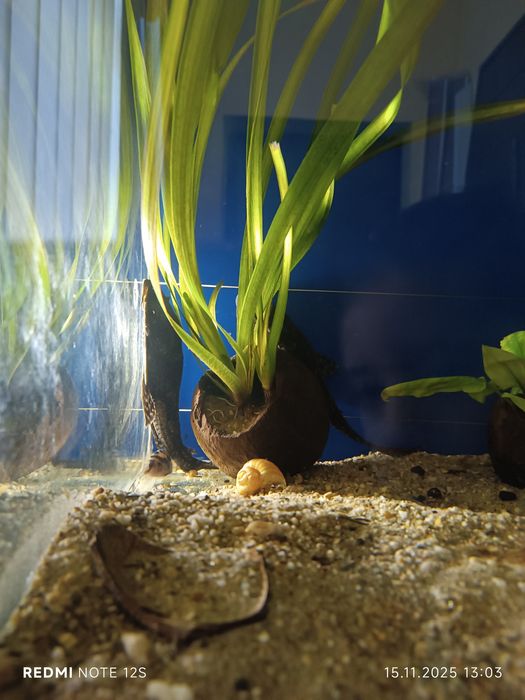 Vând 2 pești Pleco