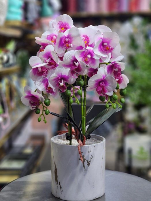 Орхидея для дома