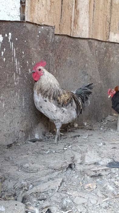 Продам домашнего Петушка. Порода :Лакиданзи