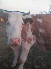 Vind vacă  baltata românească
