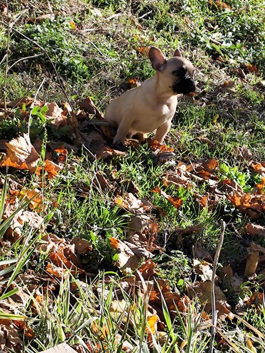 Френски болдог-Момче