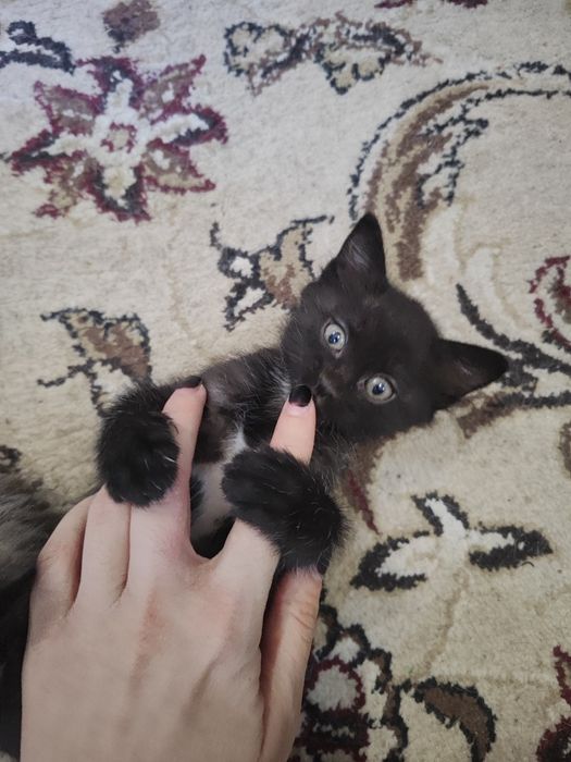 Mushuk bolalari hadiyaga