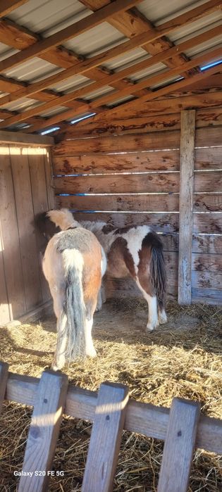 Ponei talie mijlocie