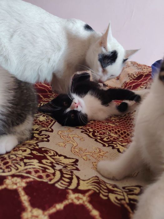 Отдам котят в добрые руки