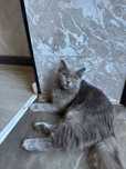 Котенок британец