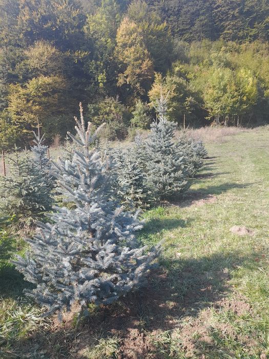 Tei mesteacan pawlonia braz artar