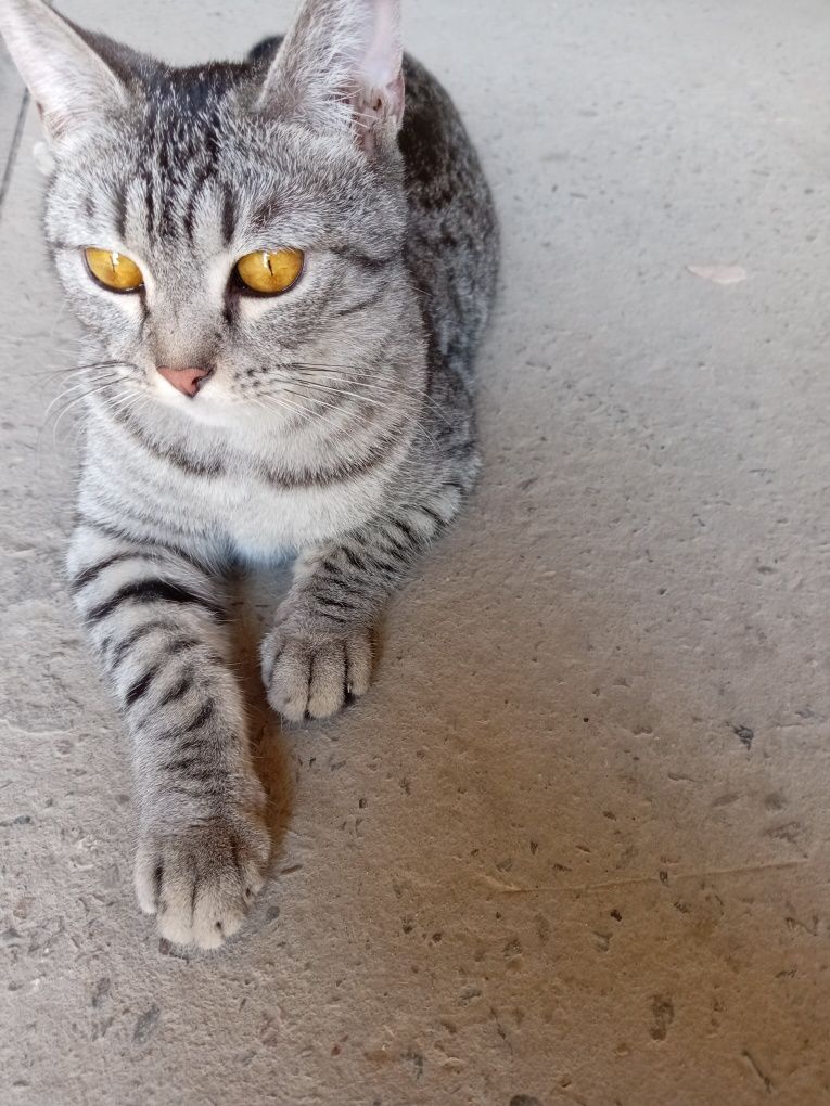 Кошка шатланская