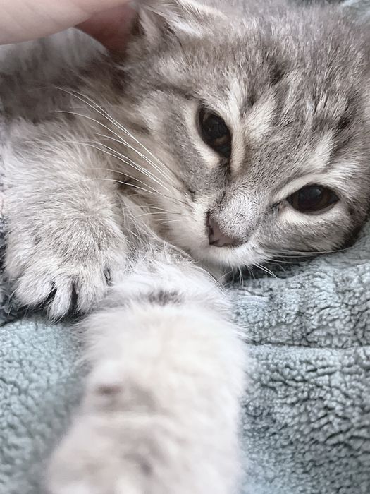 котенок в добрые руки
