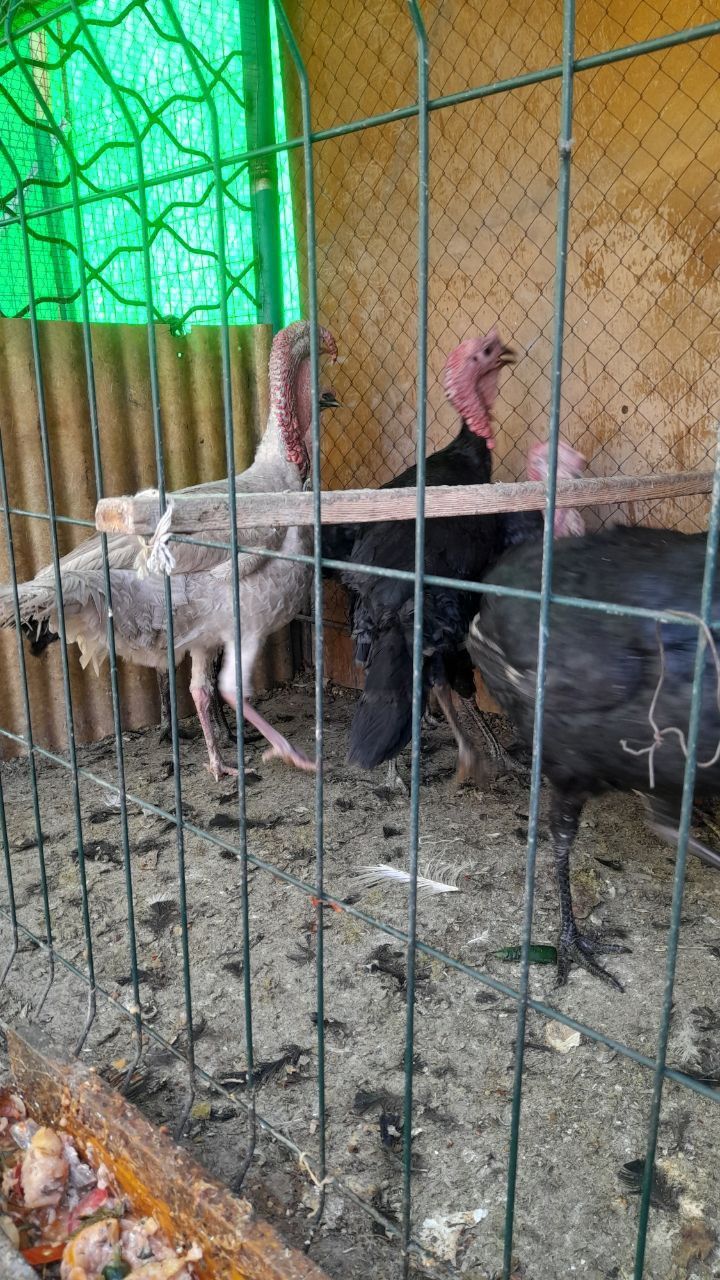 Продаётся индюки самцы