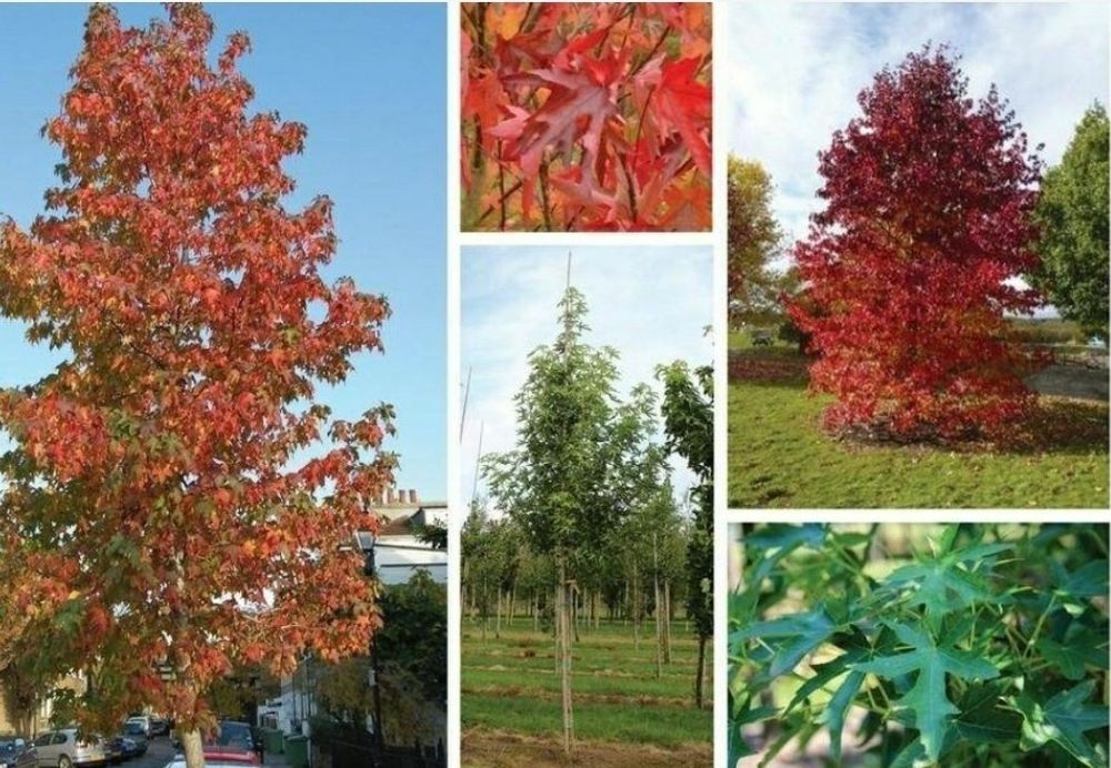 Liqudambar (Arborele De Guma)