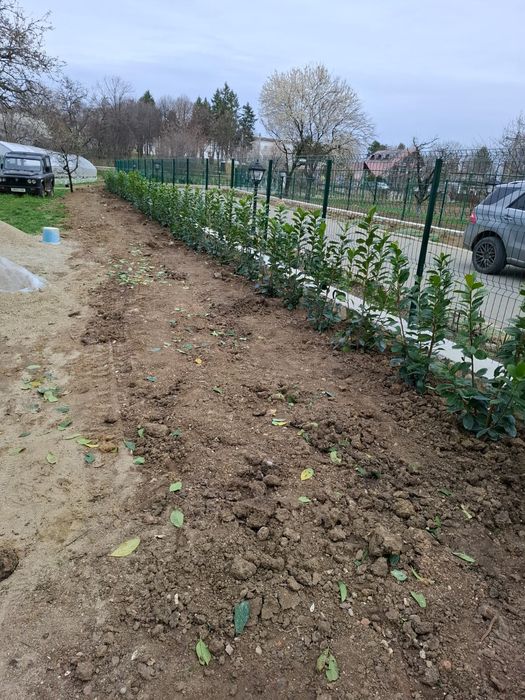 Prunus lauroceratus o planta care se menține verde tot timpul