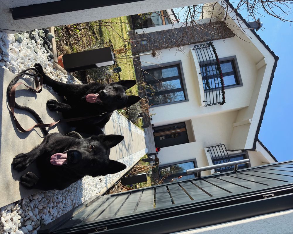 Dresaj canin / educație canina la domiciliu