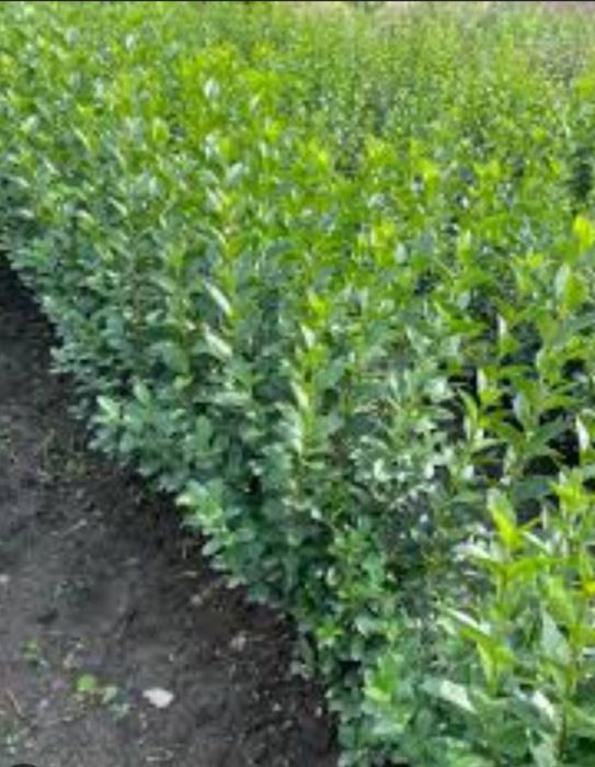 Лигуструм - средна височина: от 40 см до 70 см