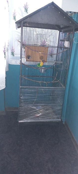 Papagal agapornis  si un canar