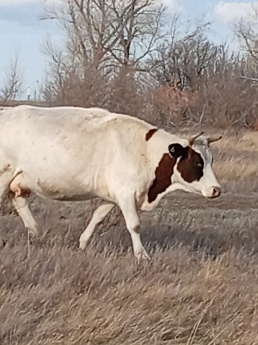 Продам Корову молочная.