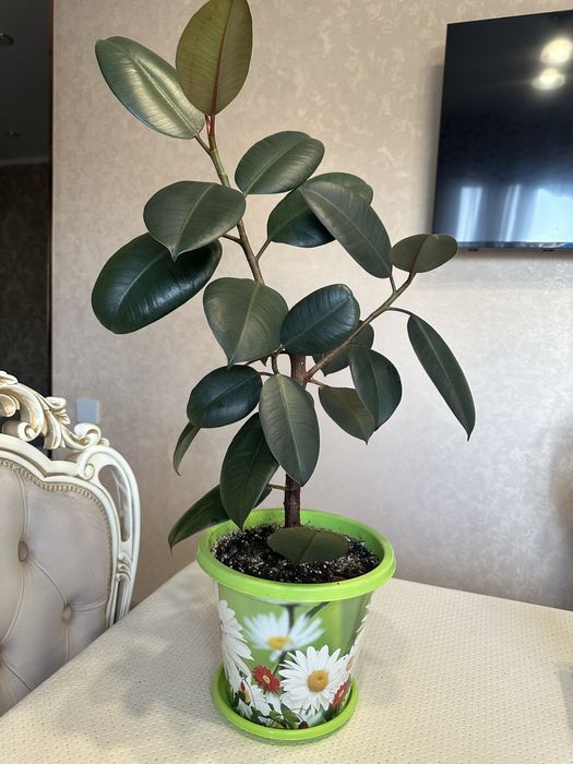 Фикус Черный Принц