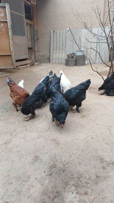 Damashni uyda ochirilga tovuq xoʻrizlar