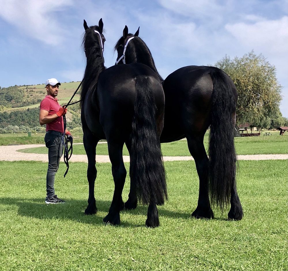 Iepe Friesian pereche iepe Frizian